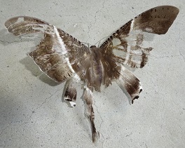 An older Moth photo